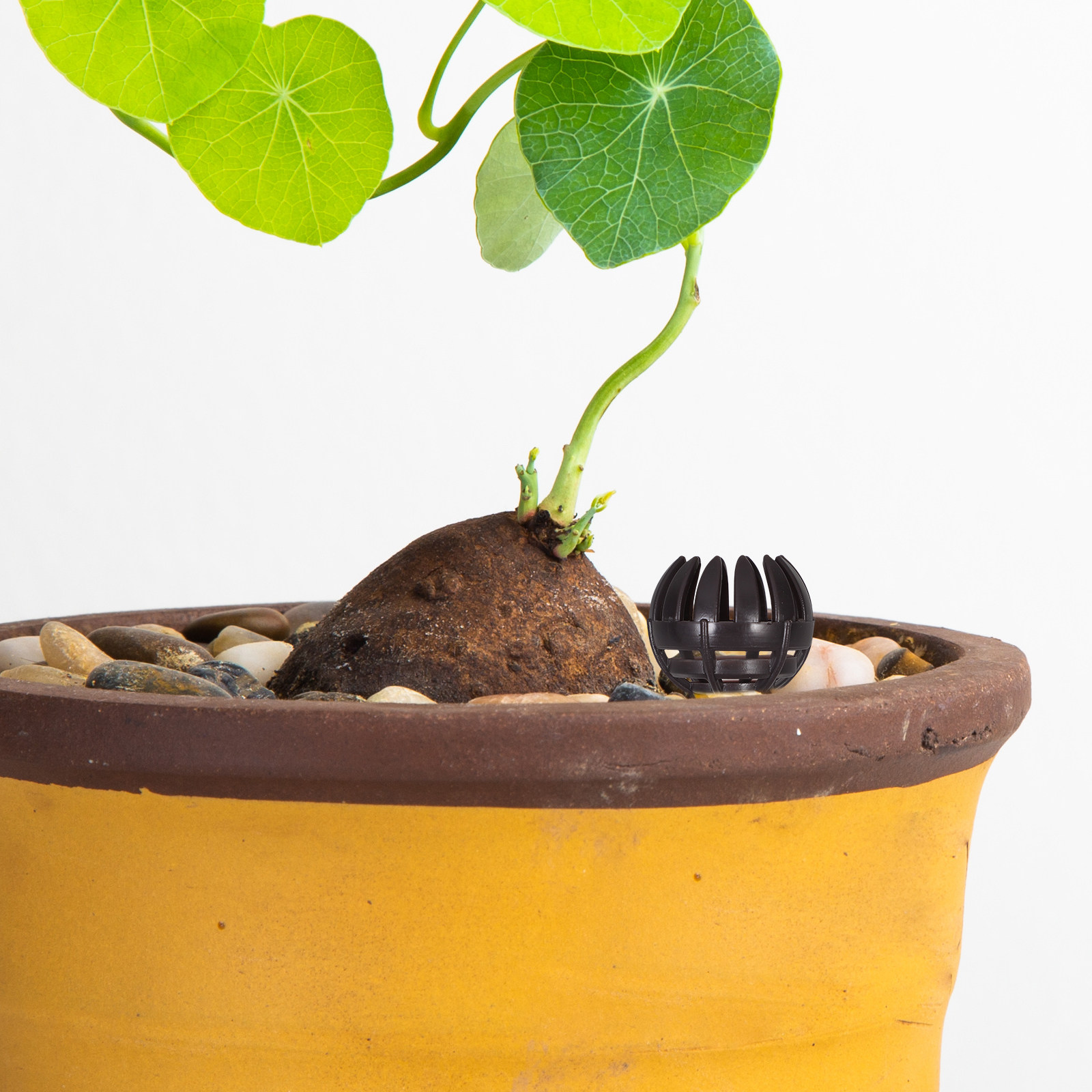 Nutrition & Fitness Hub - 20 unidades de cestos de fertilizante